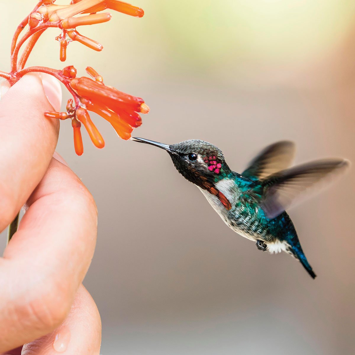 Колибри расцветка