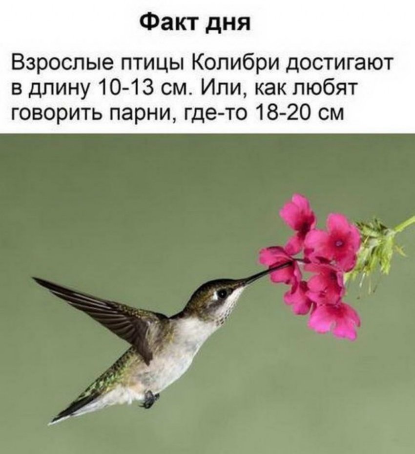 Колибри Южной Америки