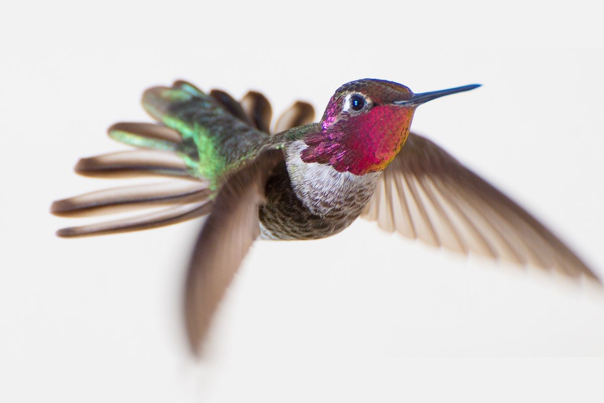 Птичка Колибри