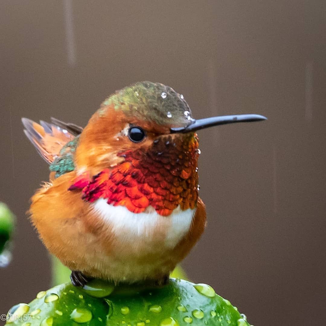 Колибри против птиц