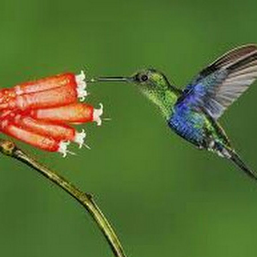 Колибри опылители