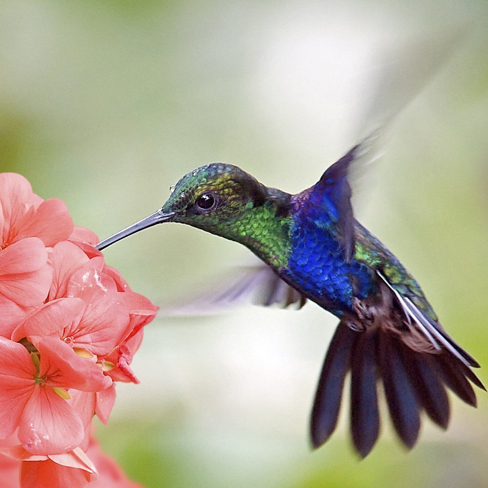 Гигантский Колибри