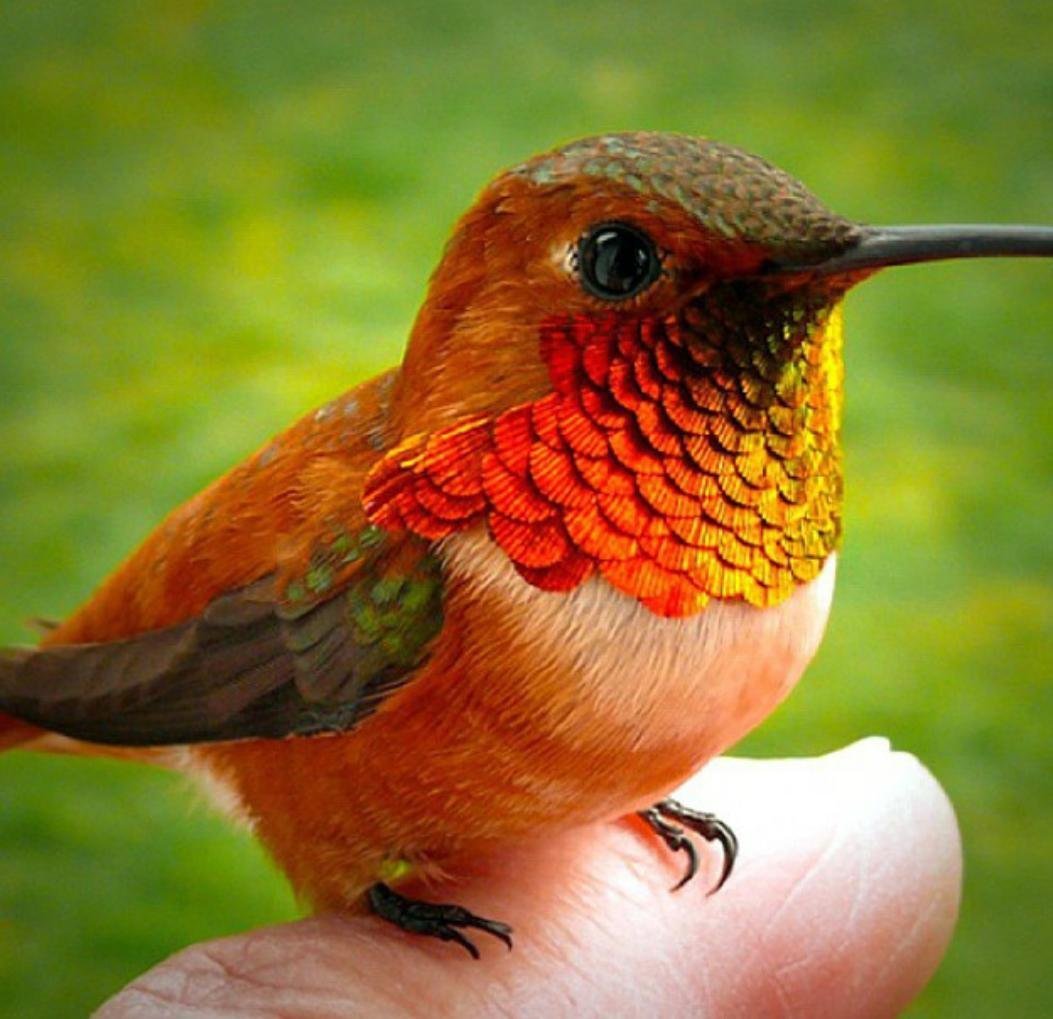 Колибри и попугай