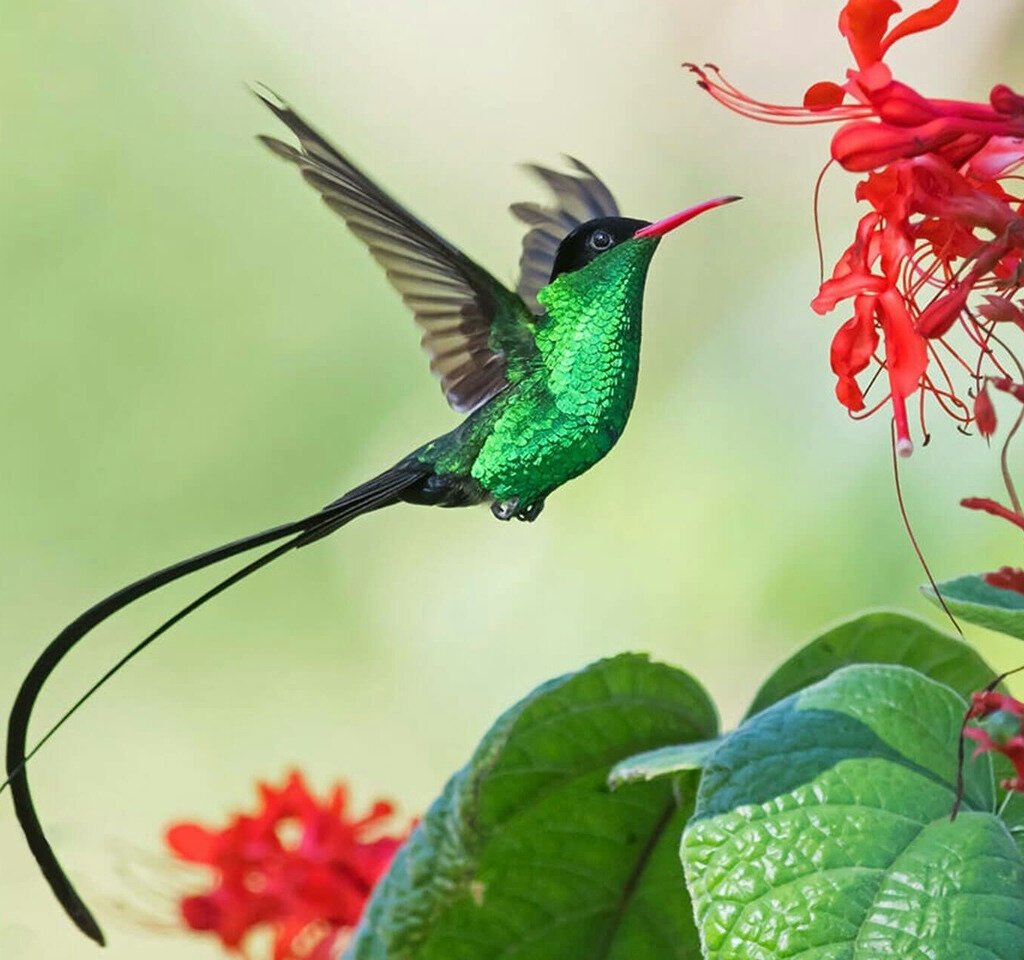 Колибри металл