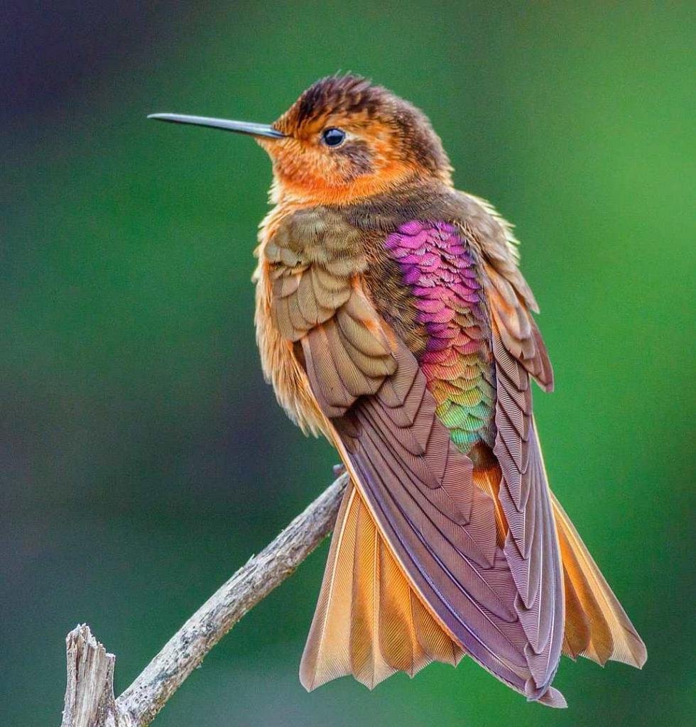 Колибри Эвентс