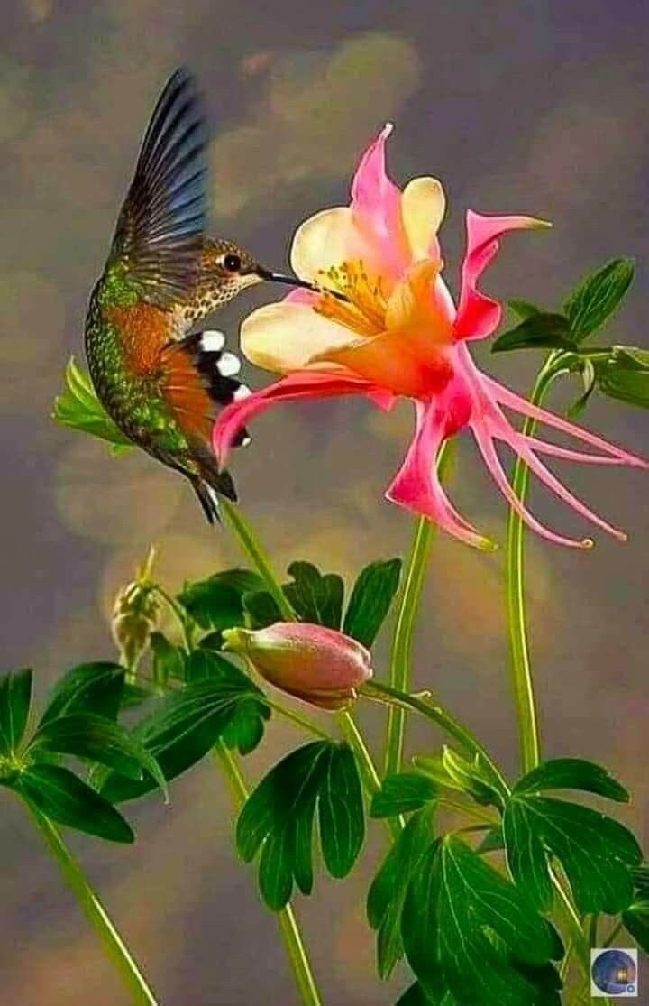 Колибри Шмель