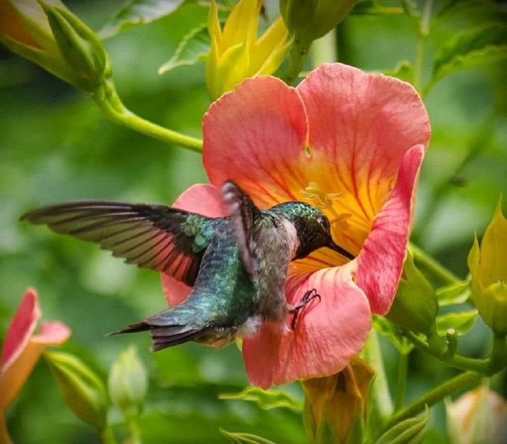 Черный якобинский Колибри