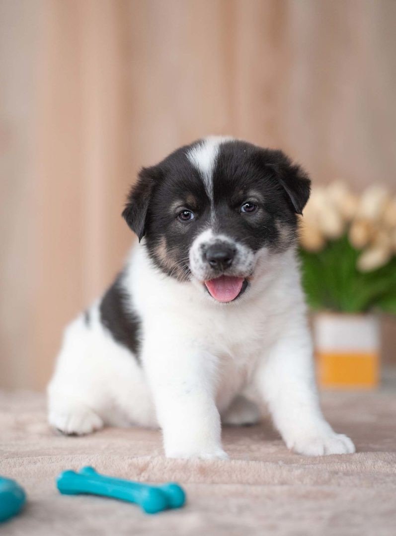 Помесь Джек Рассела и кокер спаниеля