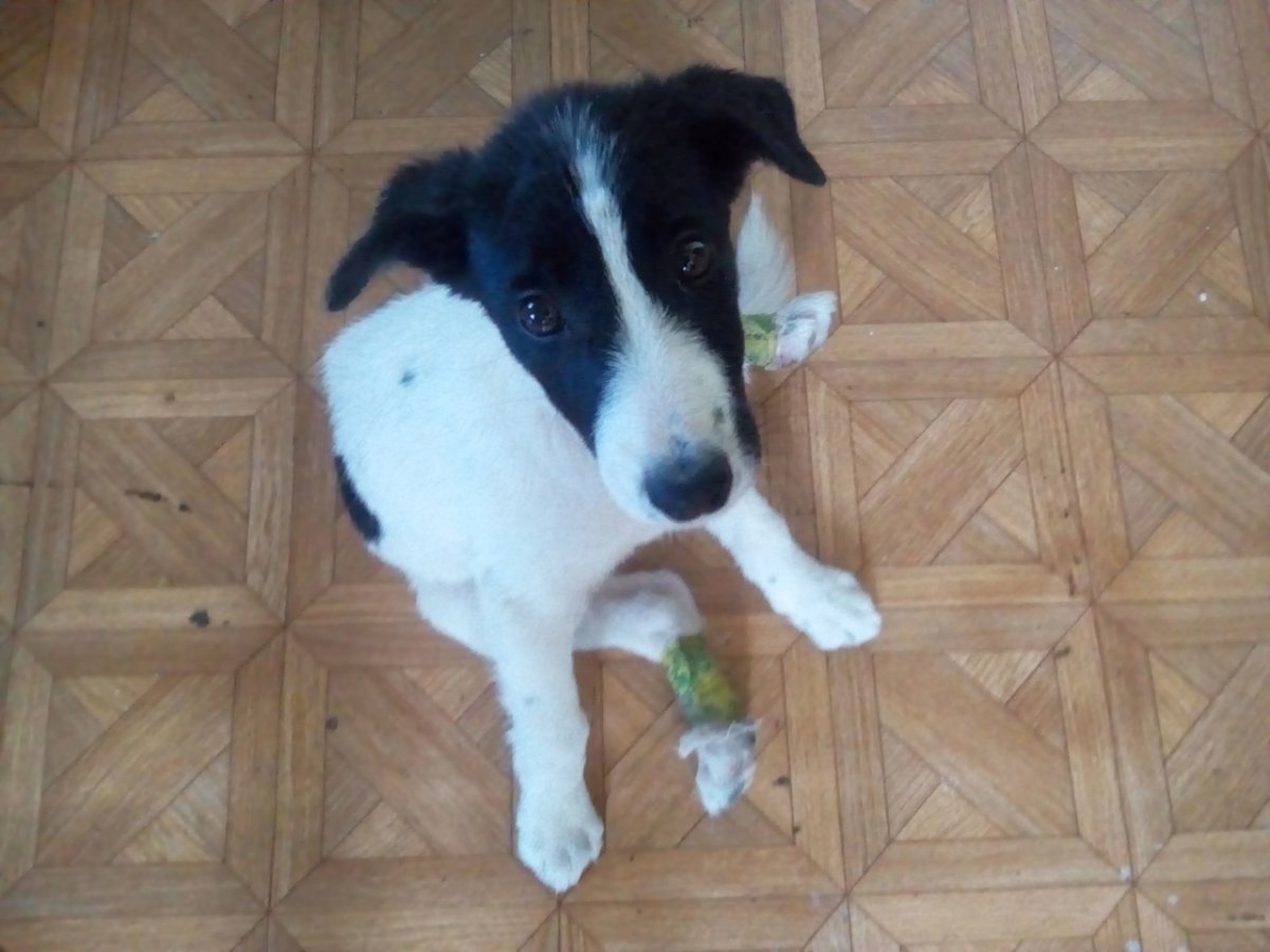 Метис Джек Рассела