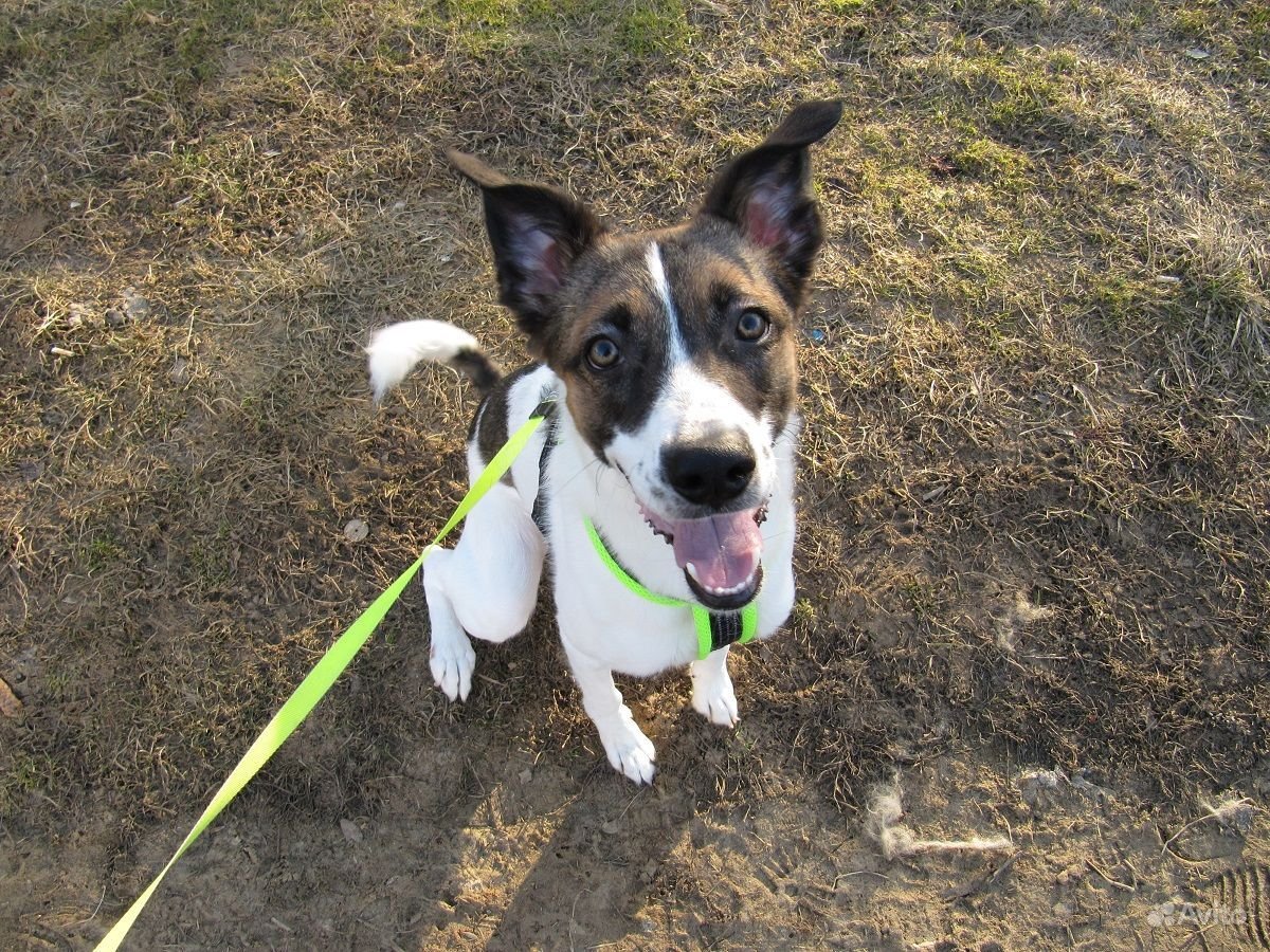 Метис Джек Рассел и питбуль