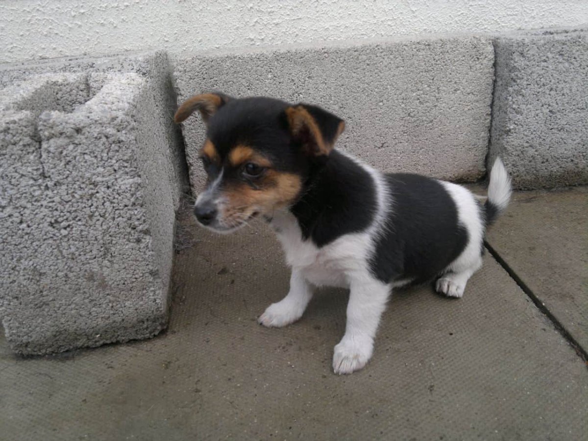 Метис Рассел терьера