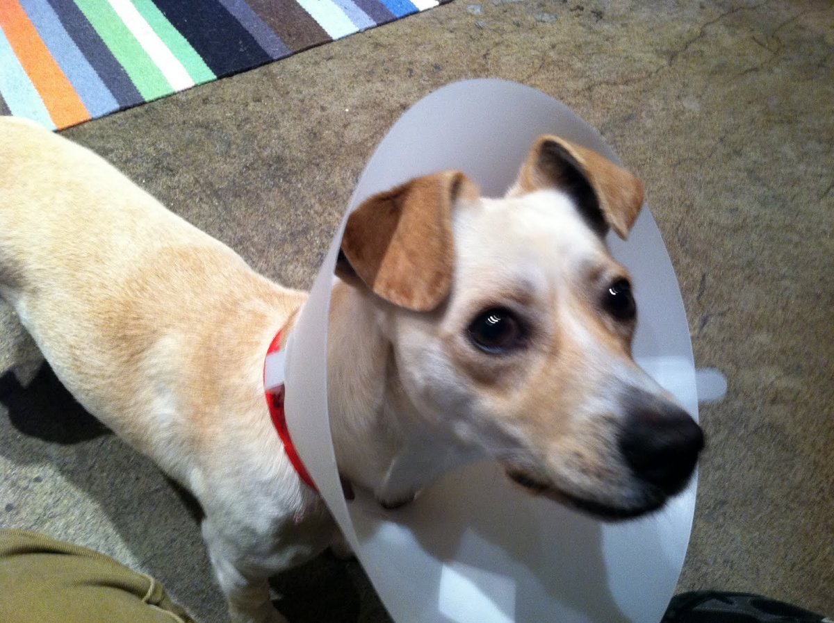 Джек Рассел пинчер