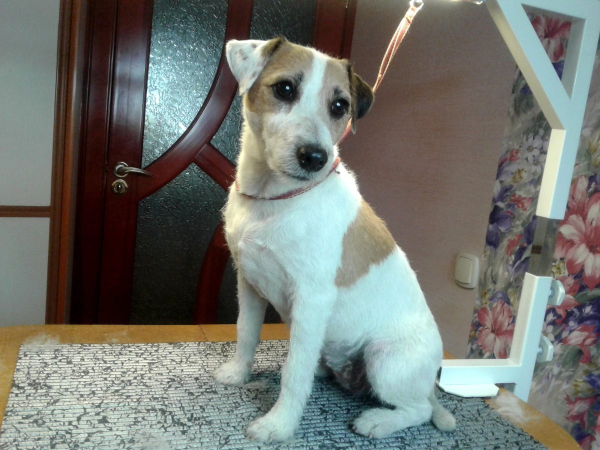 Смесь Джек Рассела и чихуахуа