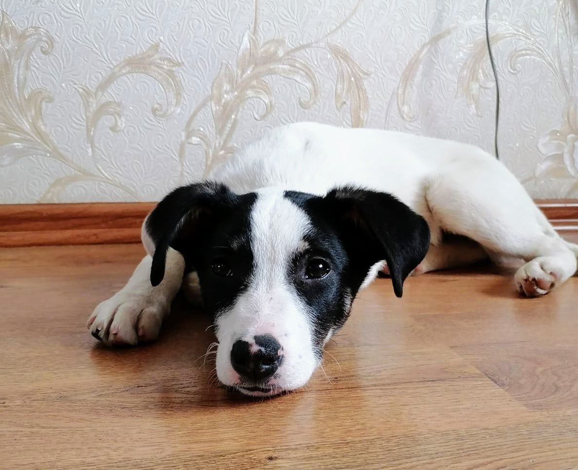 Джек Рассел терьер дворняга