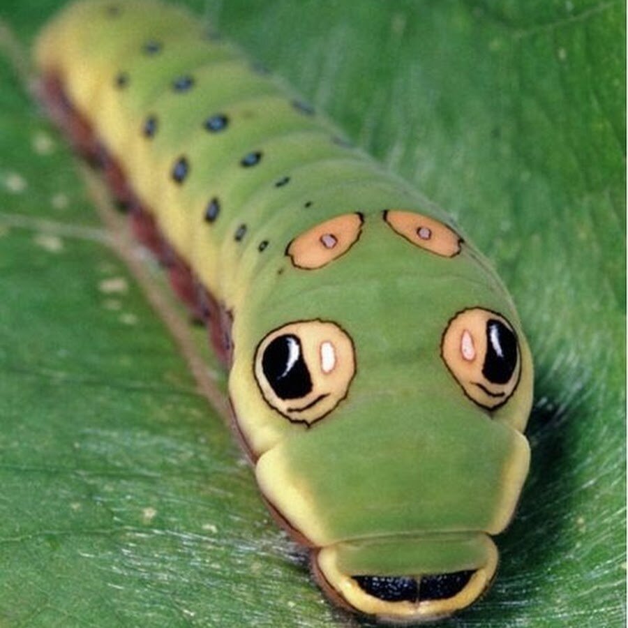 Гусеница бабочки Spicebush Swallowtail