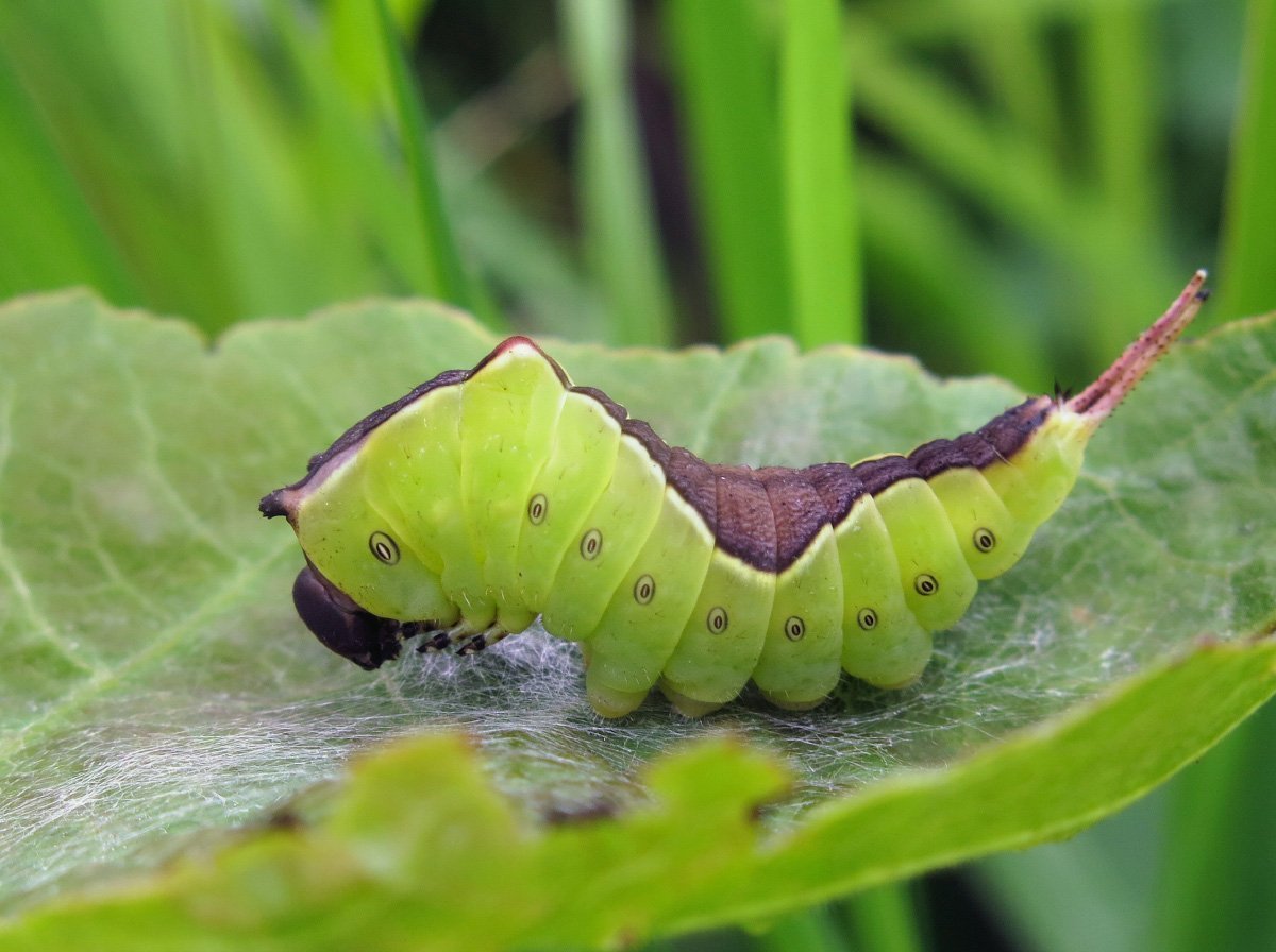 Гусеница Cerura vinula