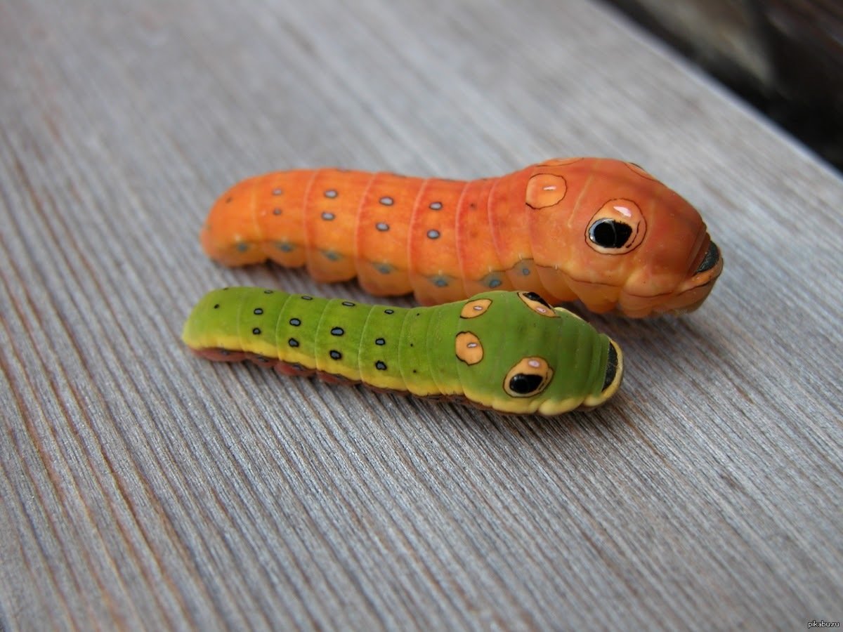 Spicebush Swallowtail гусеница