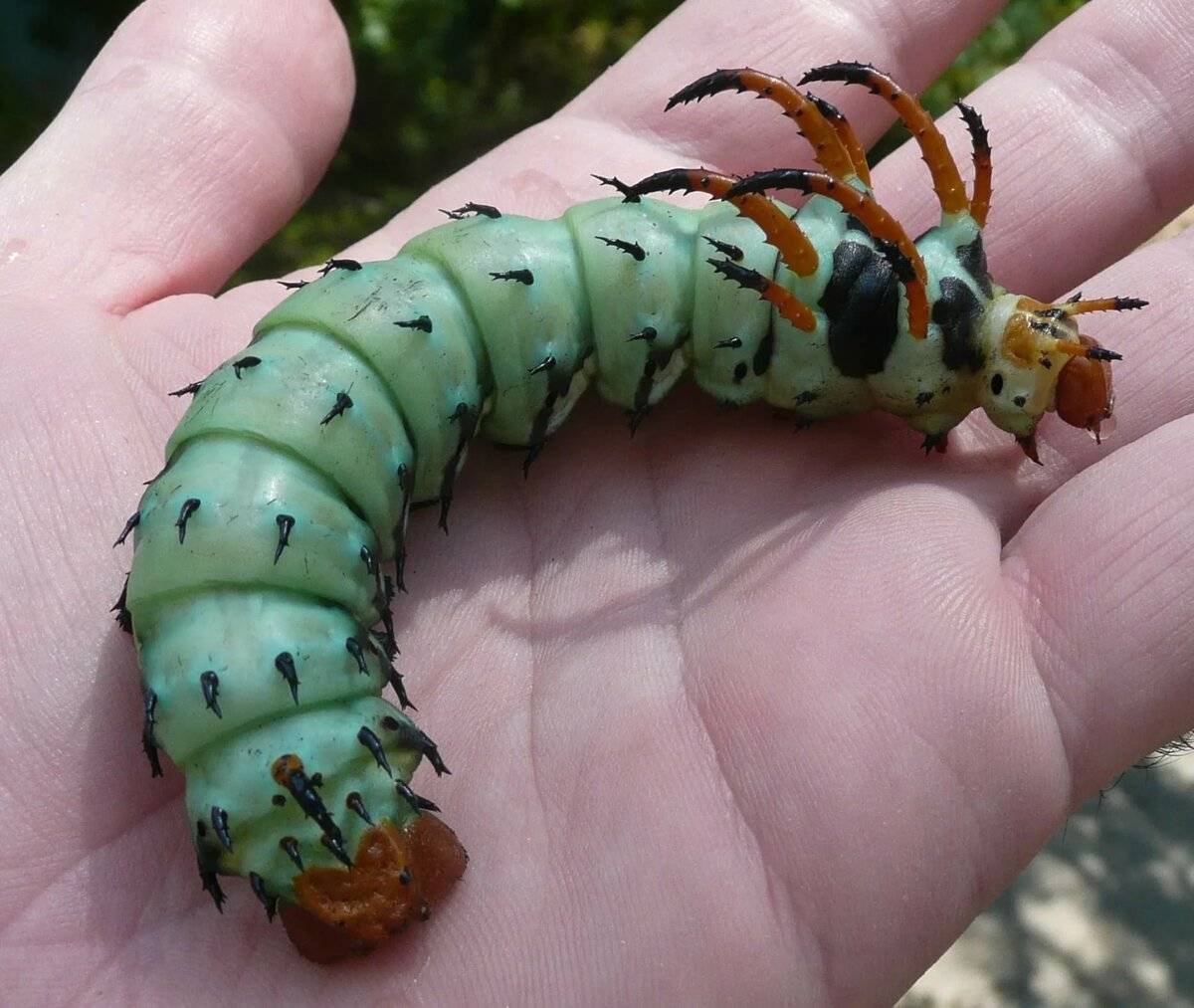 Гусеница Citheronia regalis