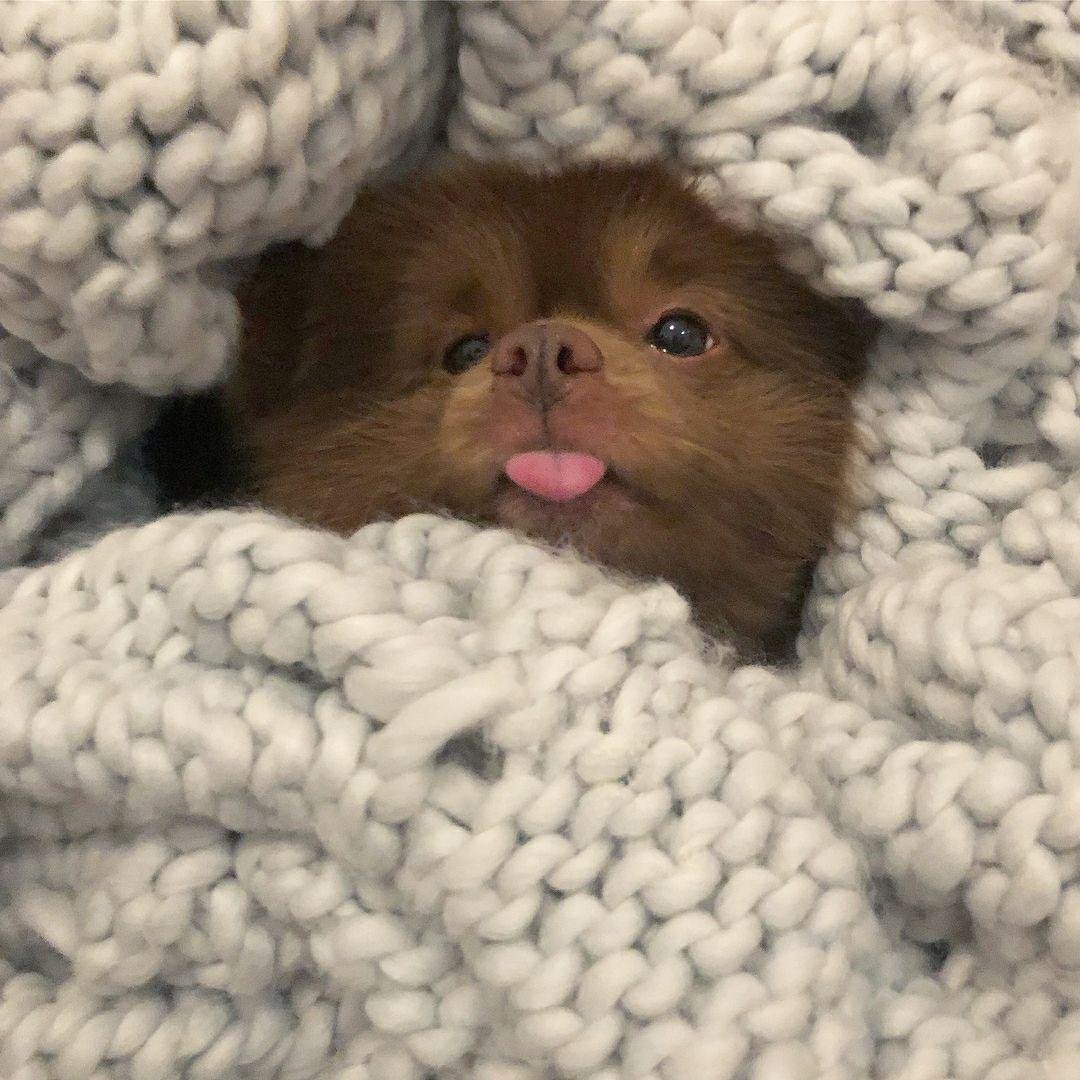 Эстетика бездомных собак