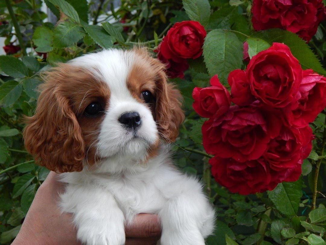 Корги вислоухий