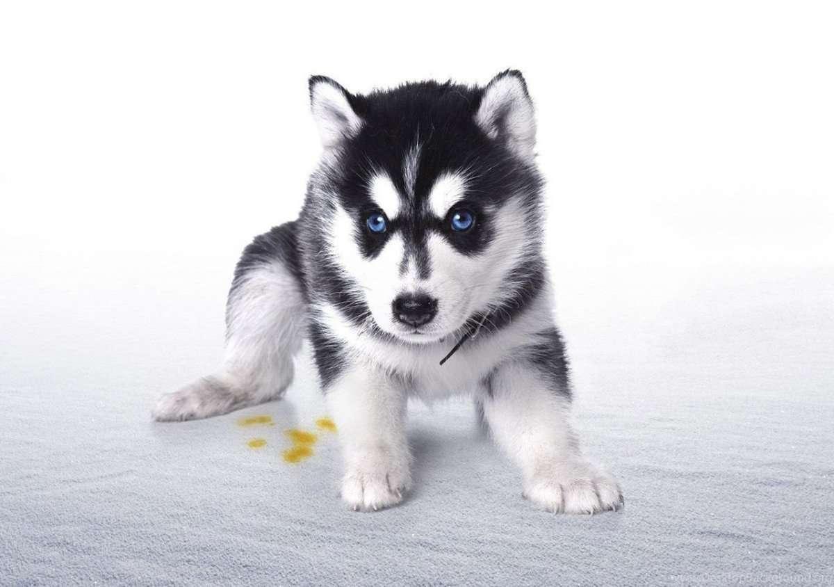 Рич Рассел терьер