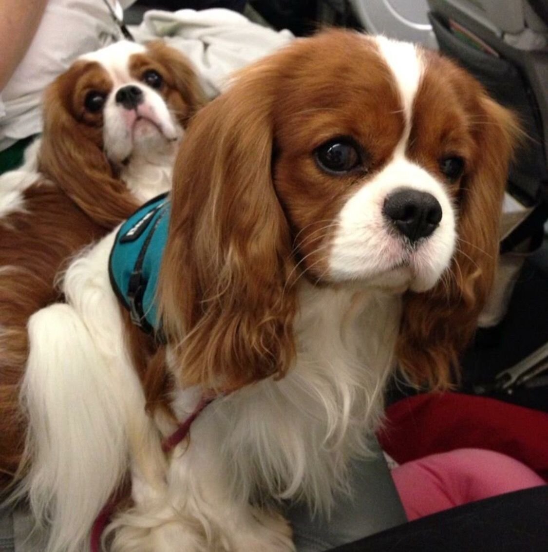 Собака Глюкозы Муфтик порода