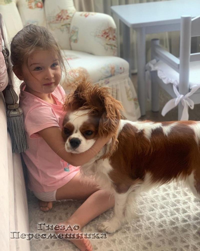 Щенки породы шарпей