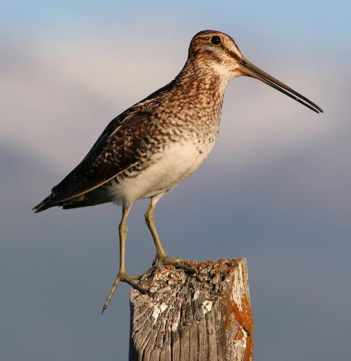 Кулик вальдшнеп Чибис Бекас