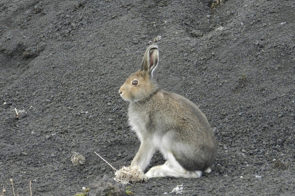 Нора зайца-русака