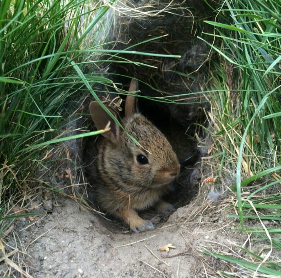 Нора зайца заячья Нора
