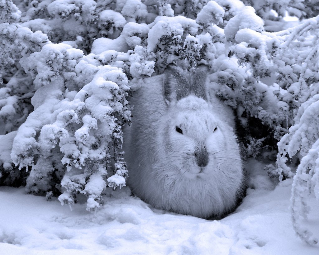 Где прячется зима. Заяц Беляк Камчатка. Арктический Беляк. Заяц Беляк зима.