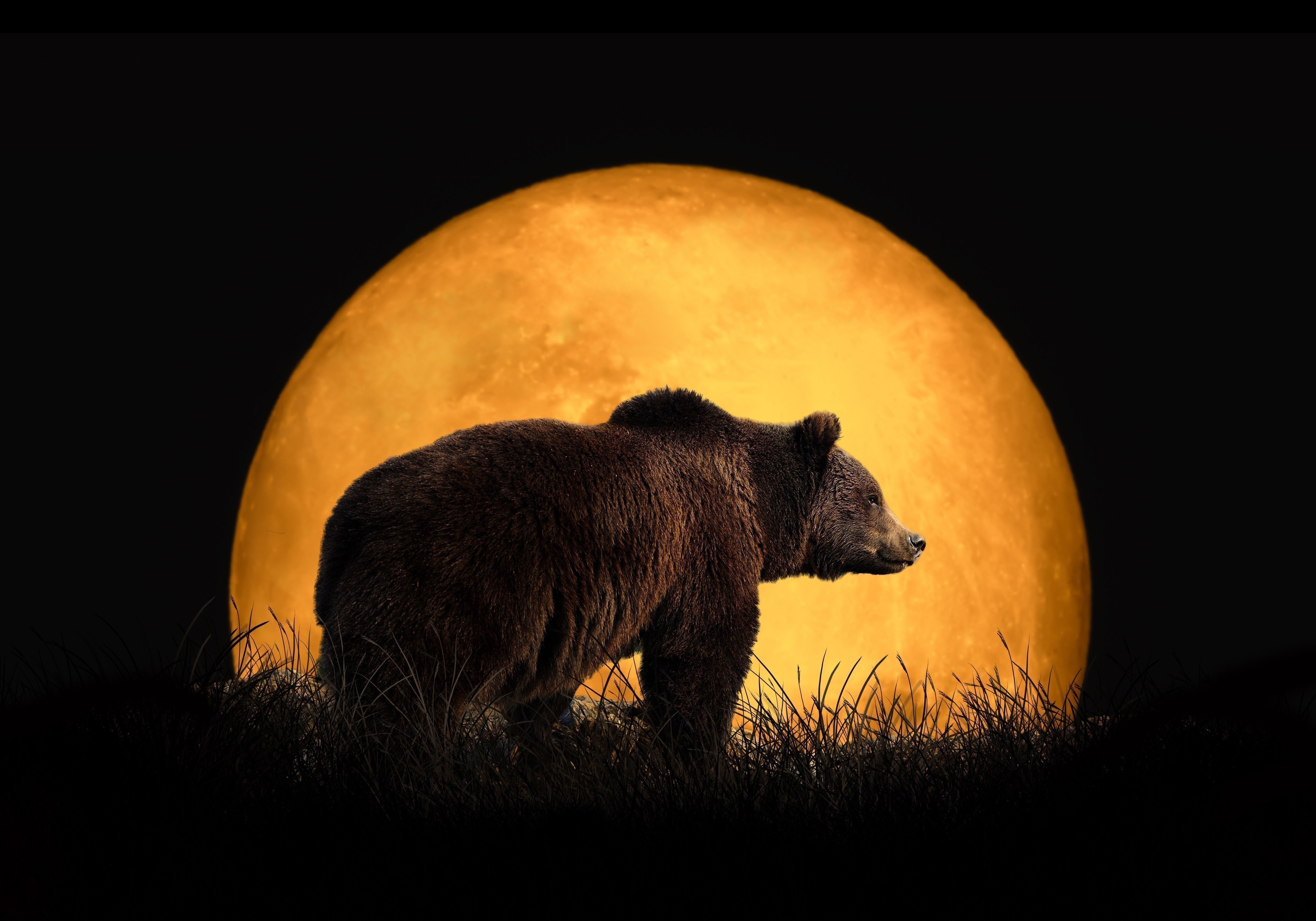 Луна как желтый медведь. Медведь ночью. Лунный медведь. 24 Лунные сутки медведь. Медведь лунный день.