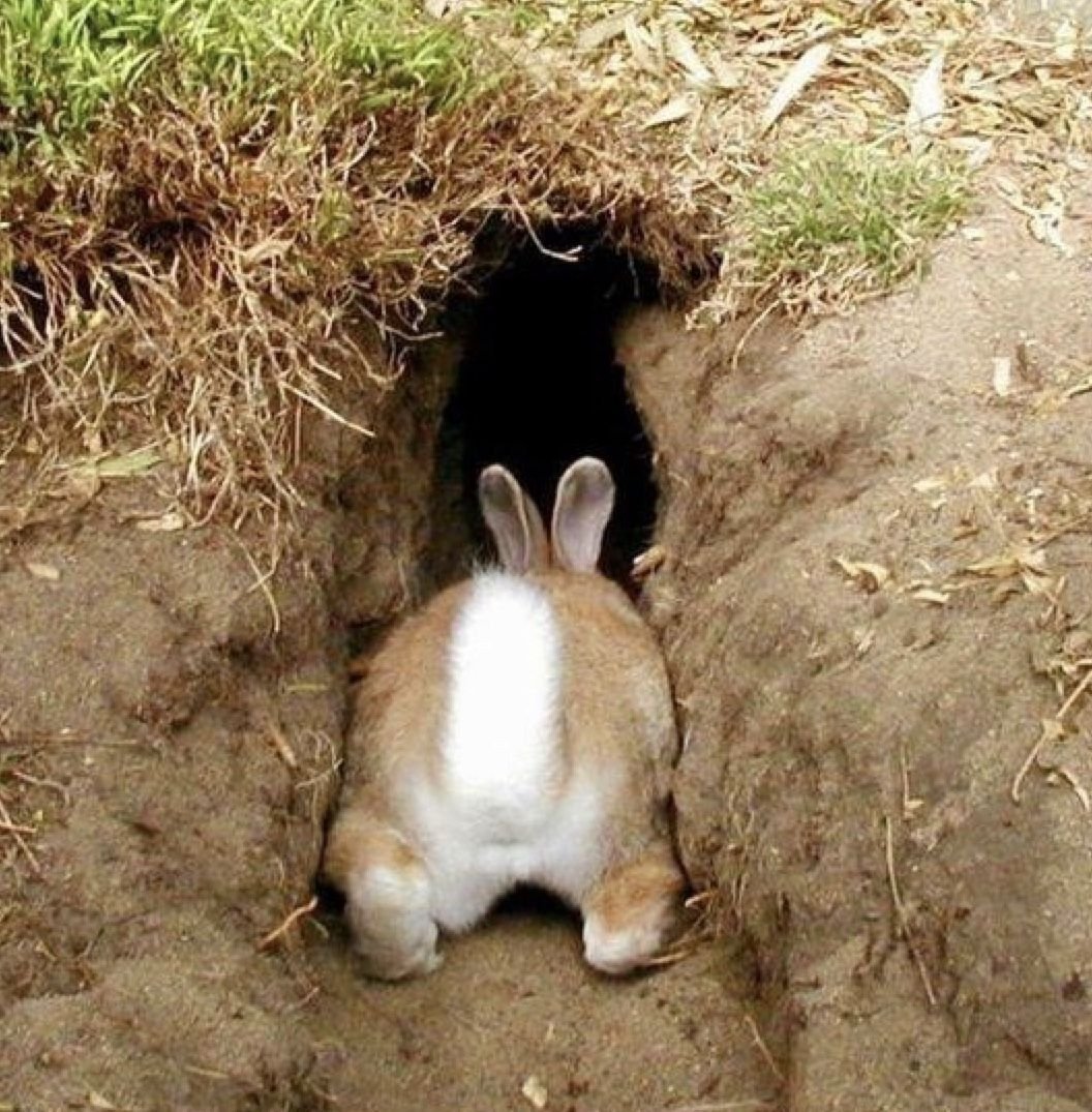 Нора зайца-русака