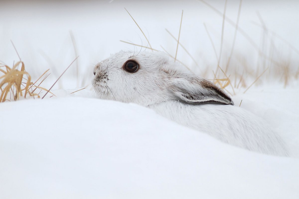 Заяц Беляк маскируется