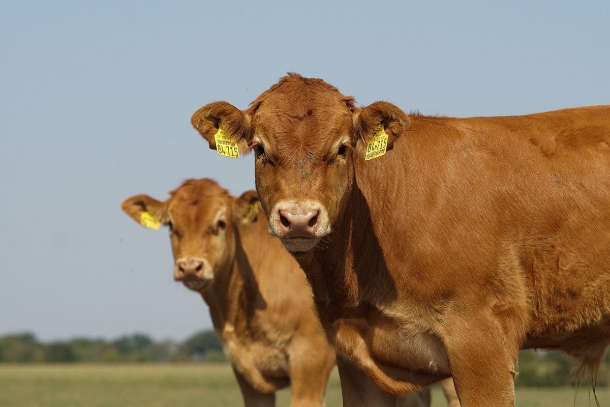 Limousin Cattle