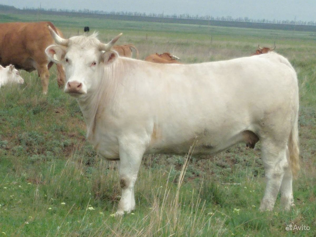 Порода быков лимузин