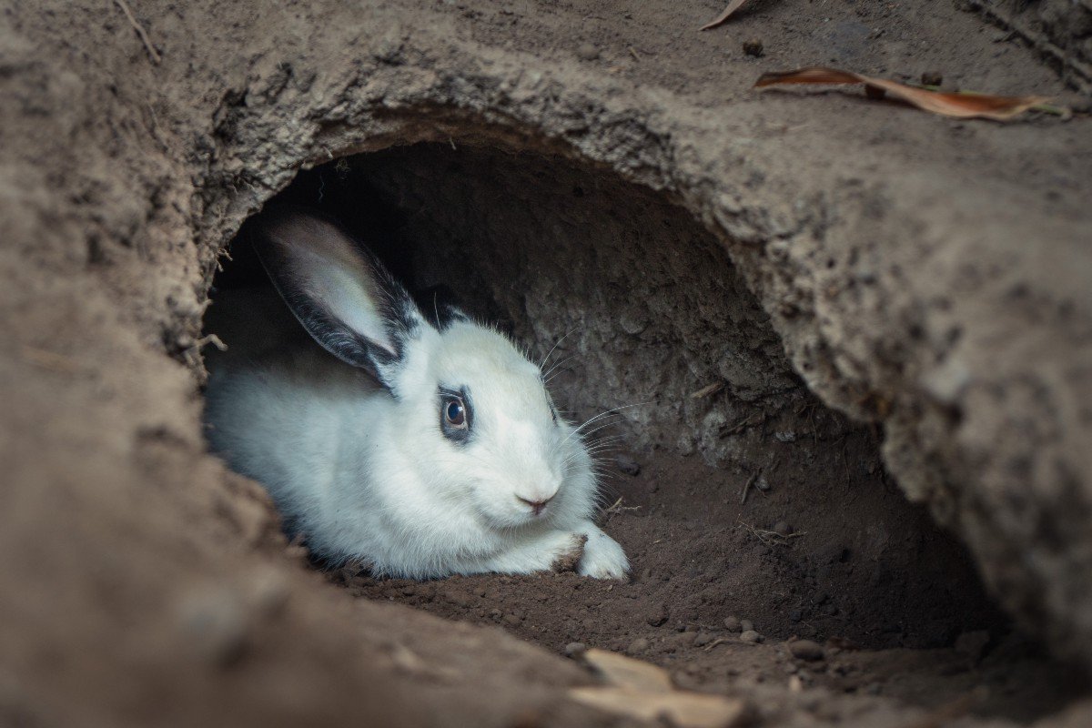 Крольчиные Норы