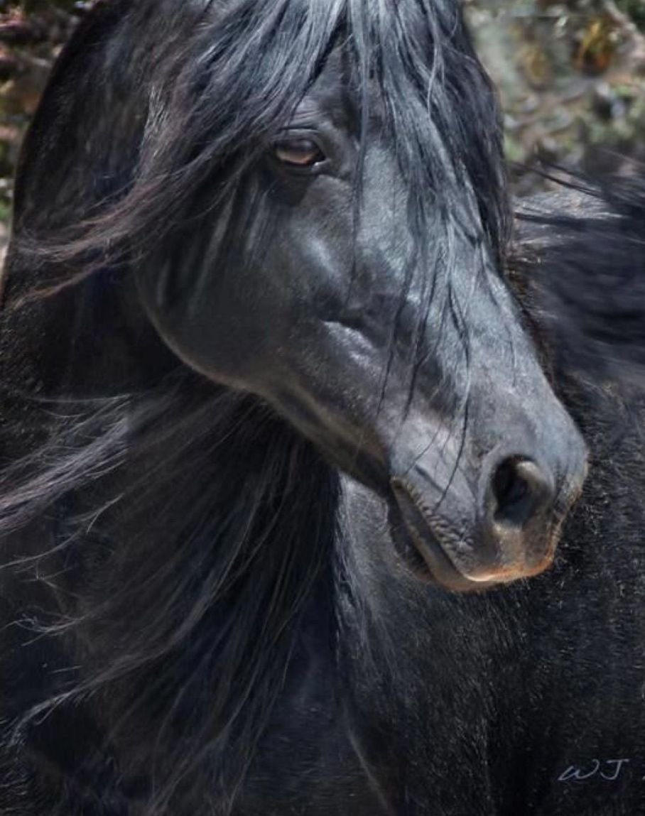 Фризская порода лошадей морда