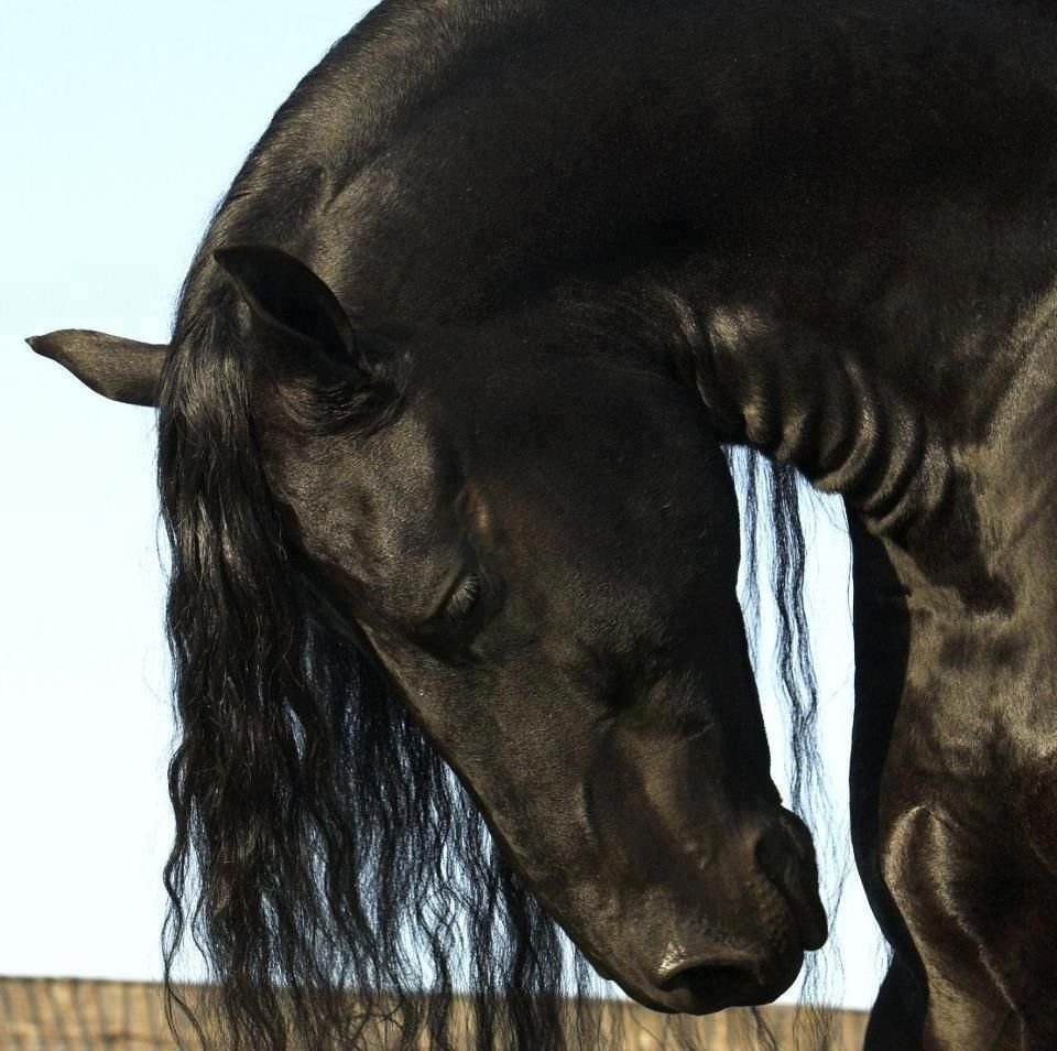 Лошади Эстетика