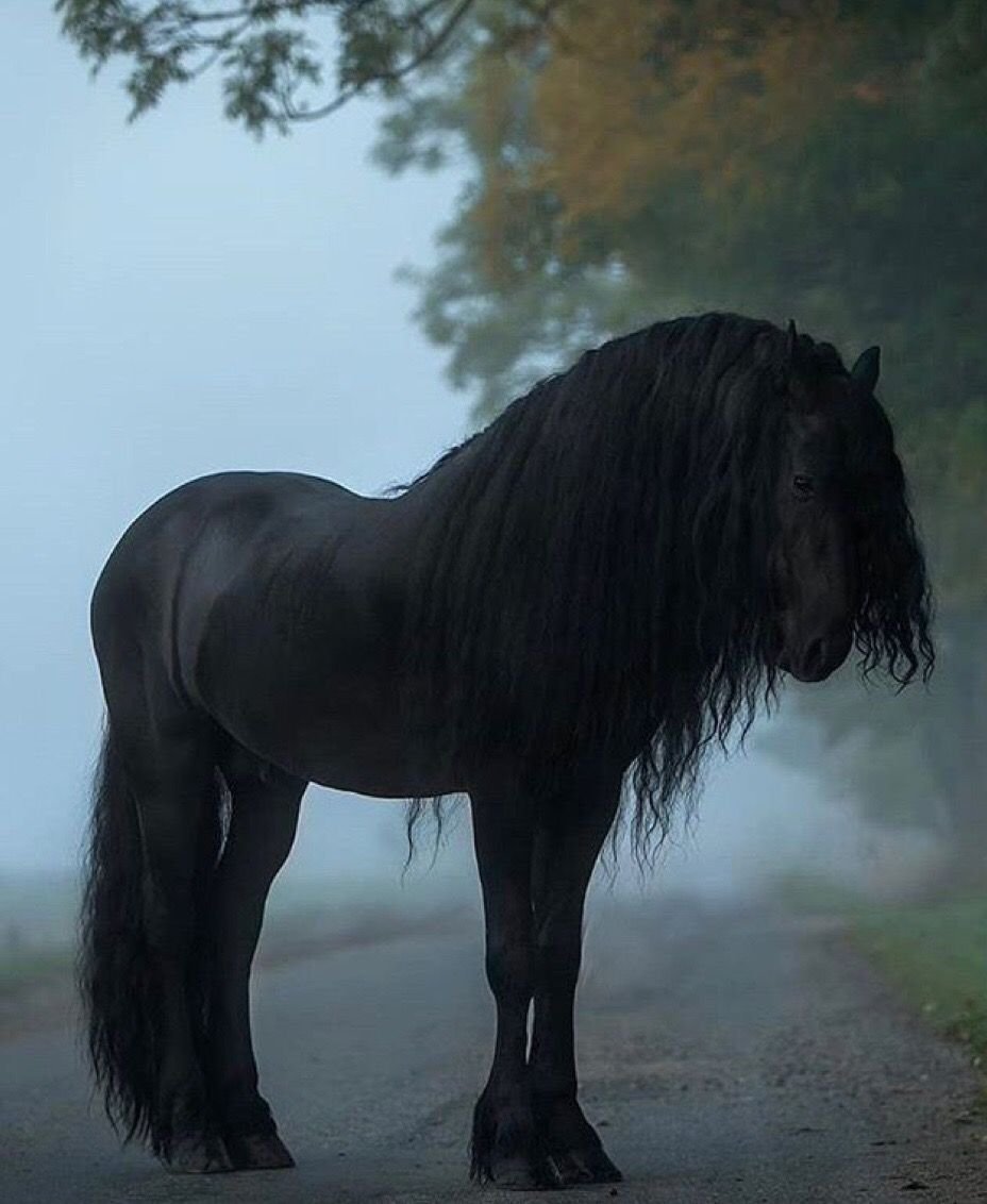 Фризский жеребец Фредерик Великий