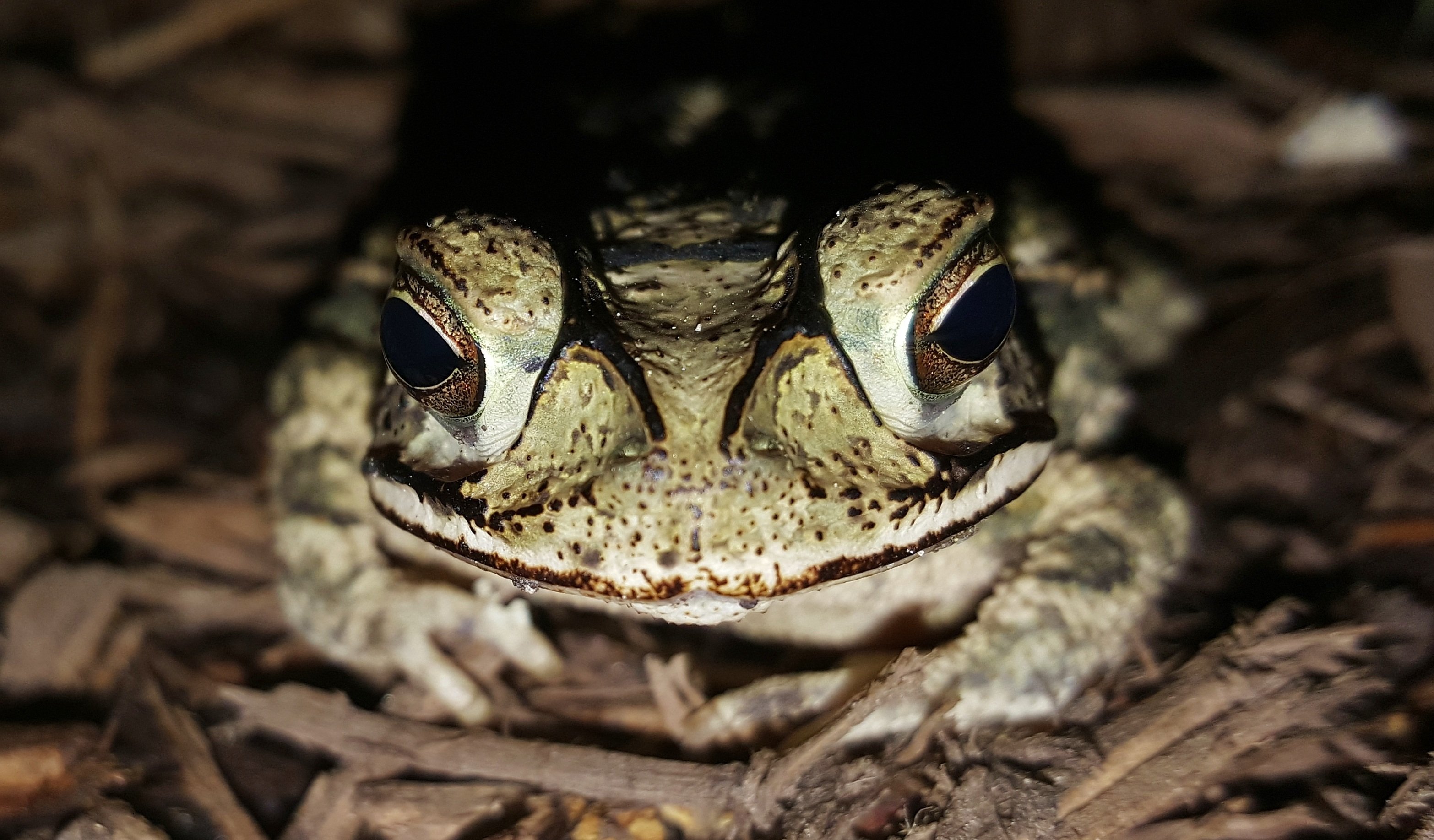 Жаба это ночное животное. Глаза лягушки. Глаза Жабы. Лягушачьи глаза. Глаза лягушки фото.