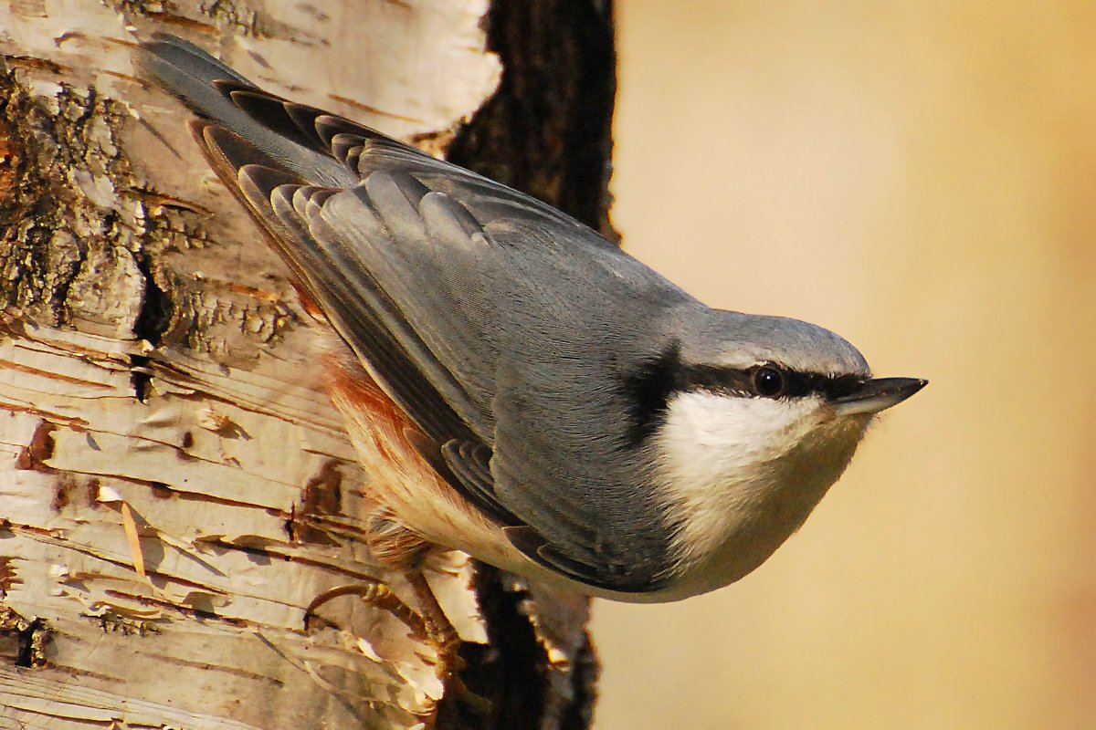 Прлощень обыкновенный