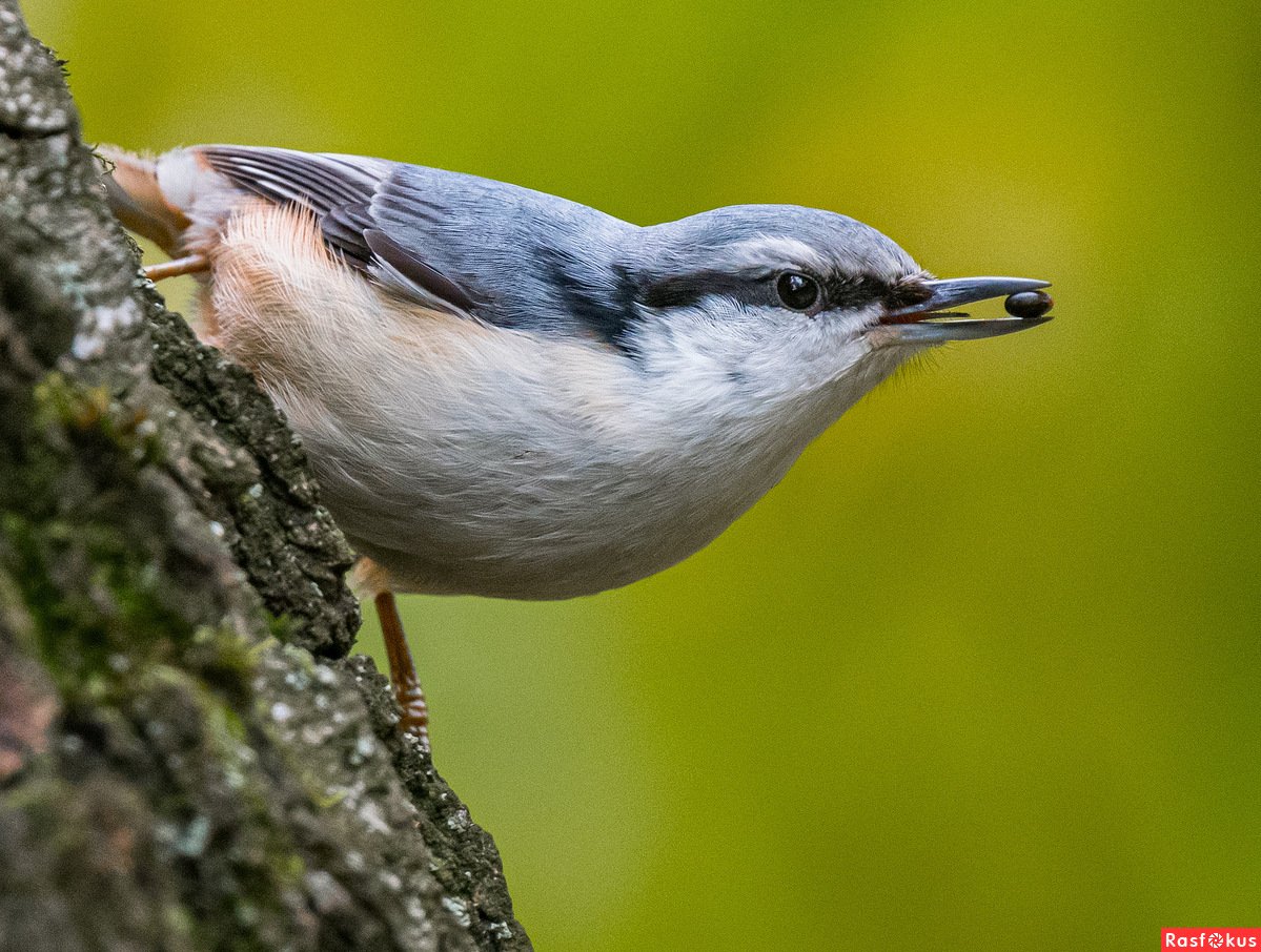 Обыкновенный поползень самец