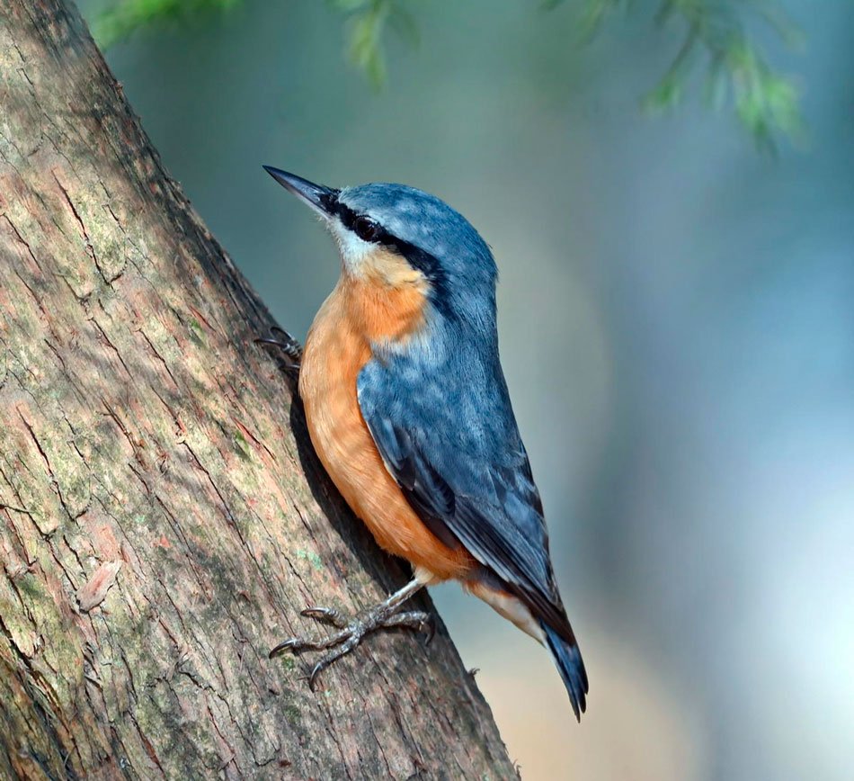 Обыкновенный поползень