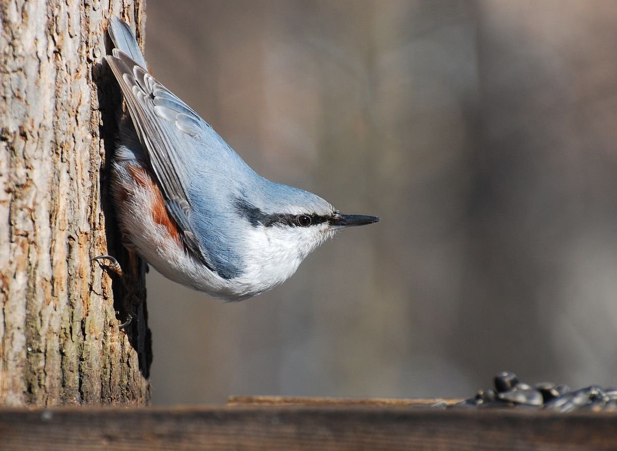 Птицы Англии