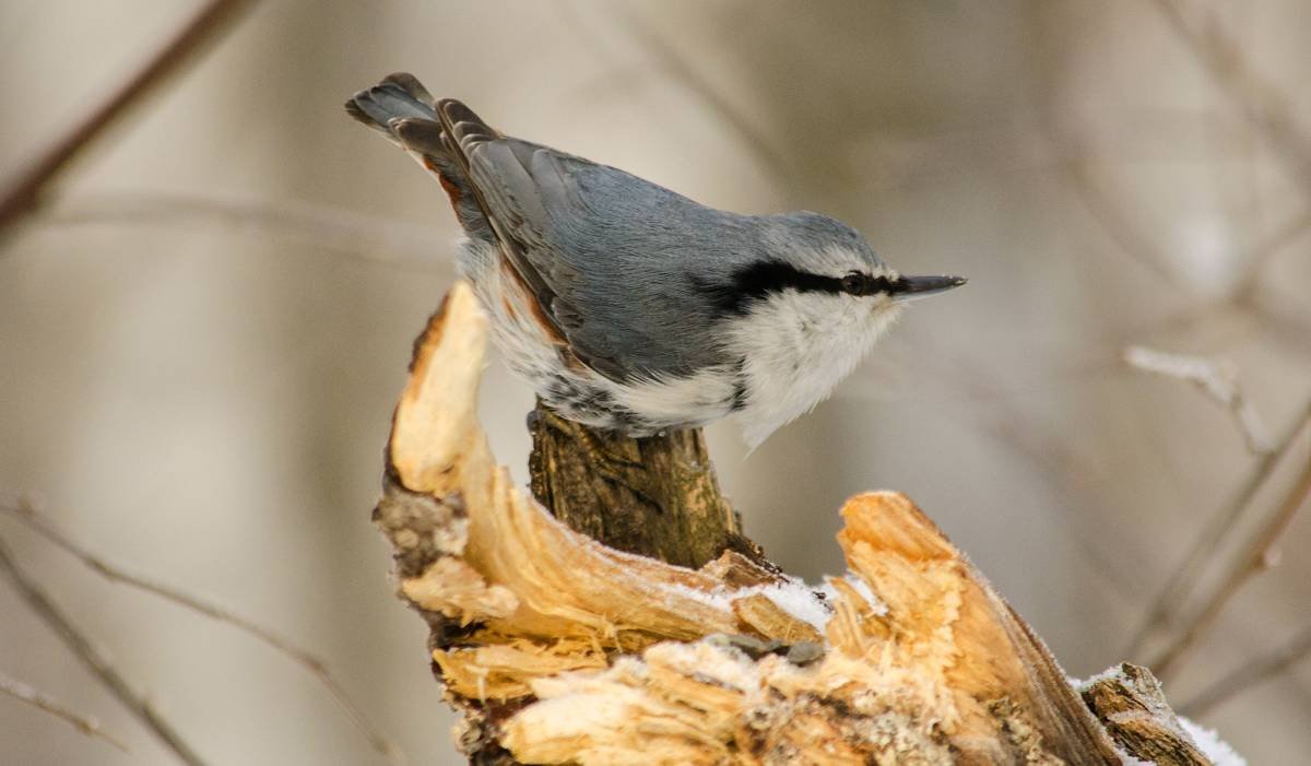 Обыкновенный поползень птицы
