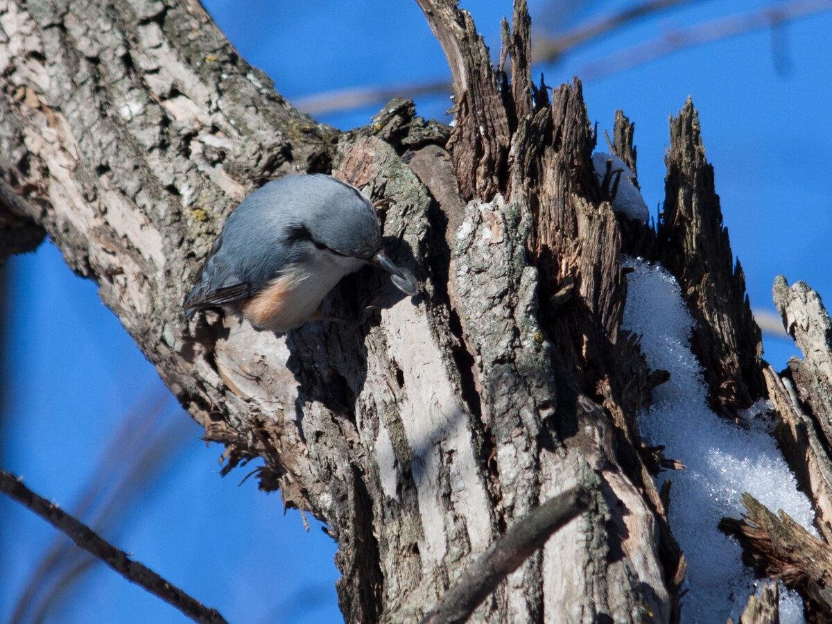 Поползень самка