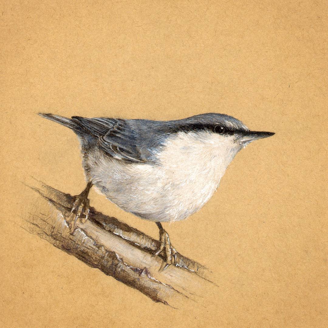 Поползень Зяблик