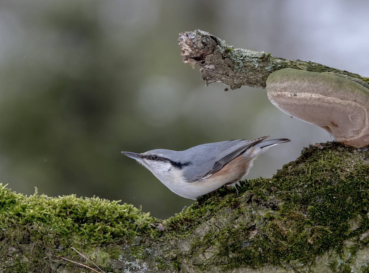 Поползень горностай