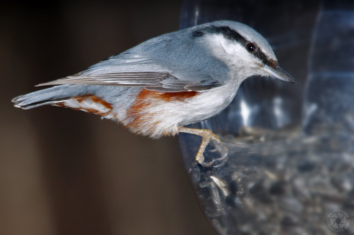 Sitta europaea europaea
